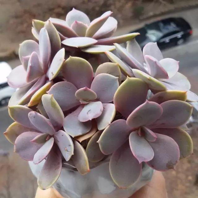 看看高手养的多肉植物，家里有一盆都让人羡慕