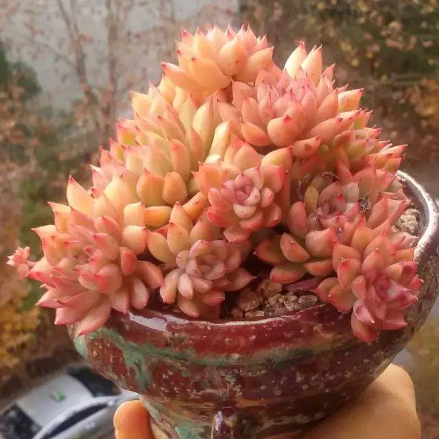 看看高手养的多肉植物，家里有一盆都让人羡慕