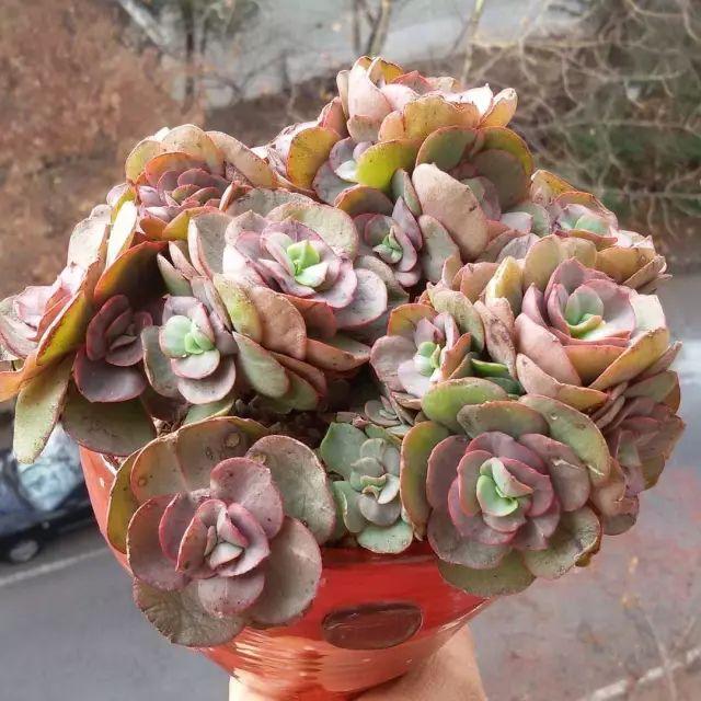 看看高手养的多肉植物，家里有一盆都让人羡慕