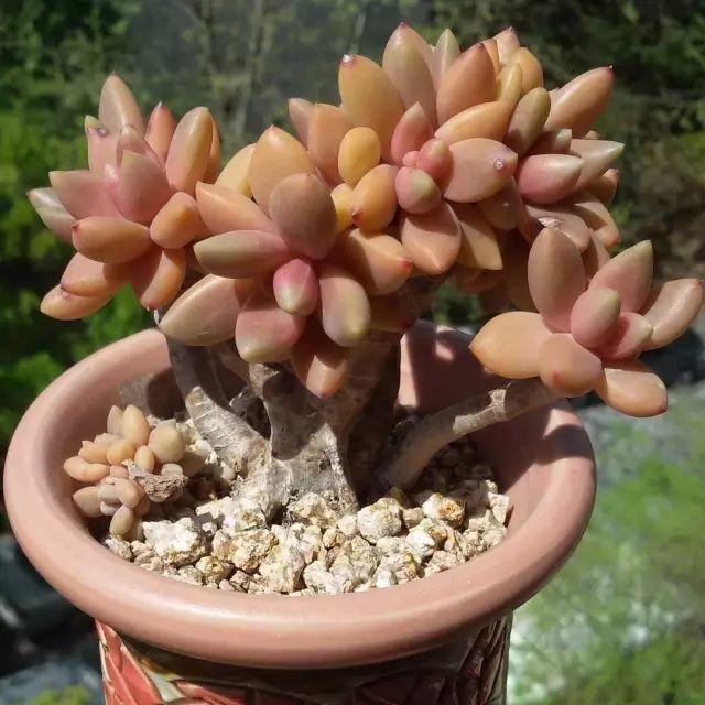 看看高手养的多肉植物，家里有一盆都让人羡慕