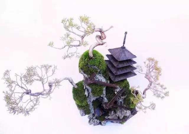 这样的盆景你可能都没见过，太好看了