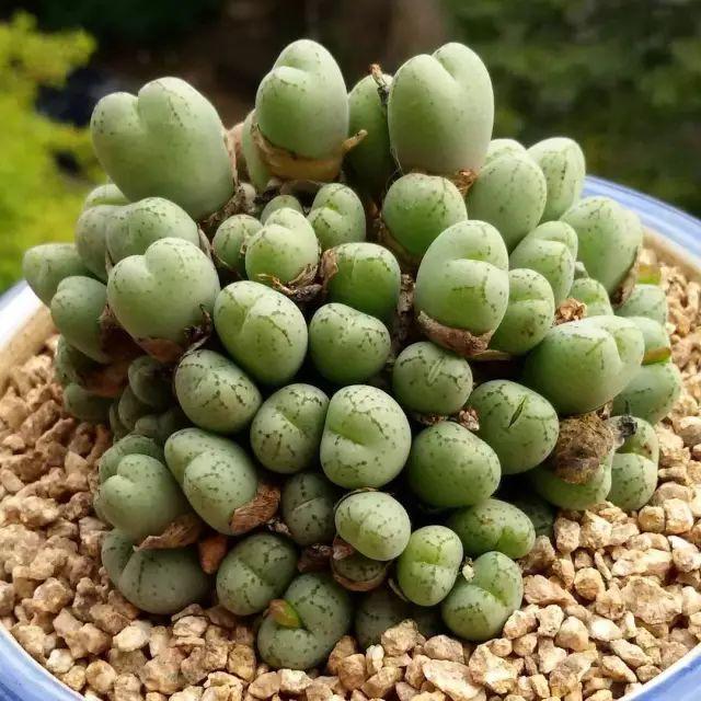 看看高手养的多肉植物，家里有一盆都让人羡慕