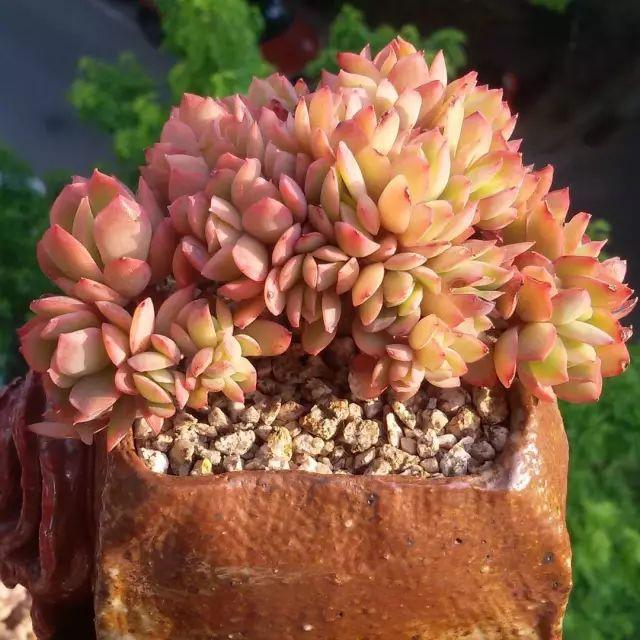 看看高手养的多肉植物，家里有一盆都让人羡慕