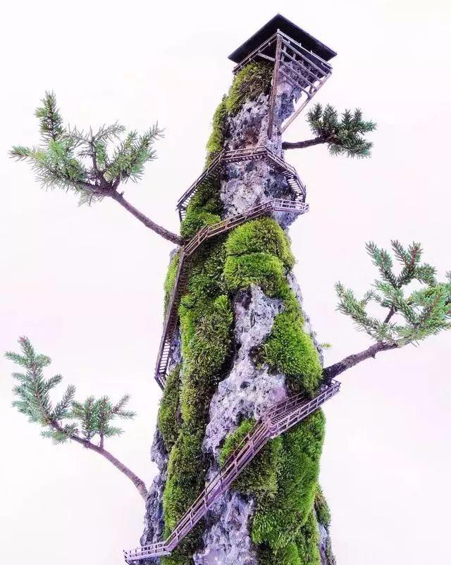 这样的盆景你可能都没见过，太好看了