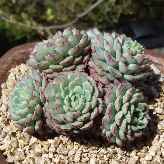 看看高手养的多肉植物，家里有一盆都让人羡慕
