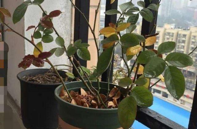 冬天月季被煤烟熏萎焉，及时做好这几点，来年不影响开花