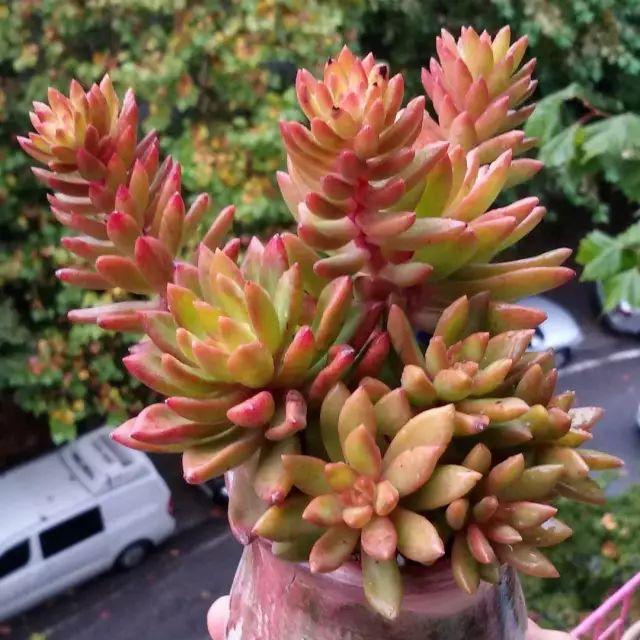 看看高手养的多肉植物，家里有一盆都让人羡慕