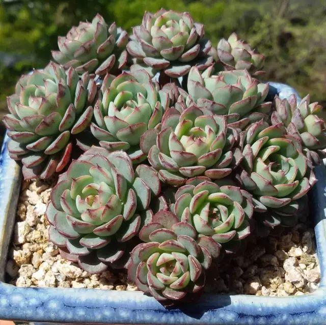 看看高手养的多肉植物，家里有一盆都让人羡慕