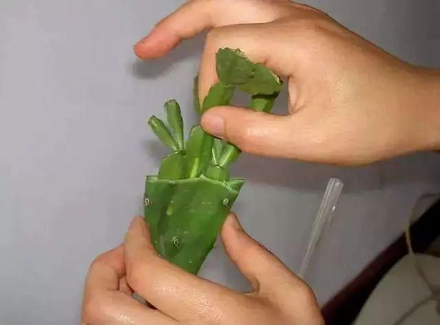 蟹爪兰选好“砧木”格外旺，过了夏季休眠期，初秋就开花