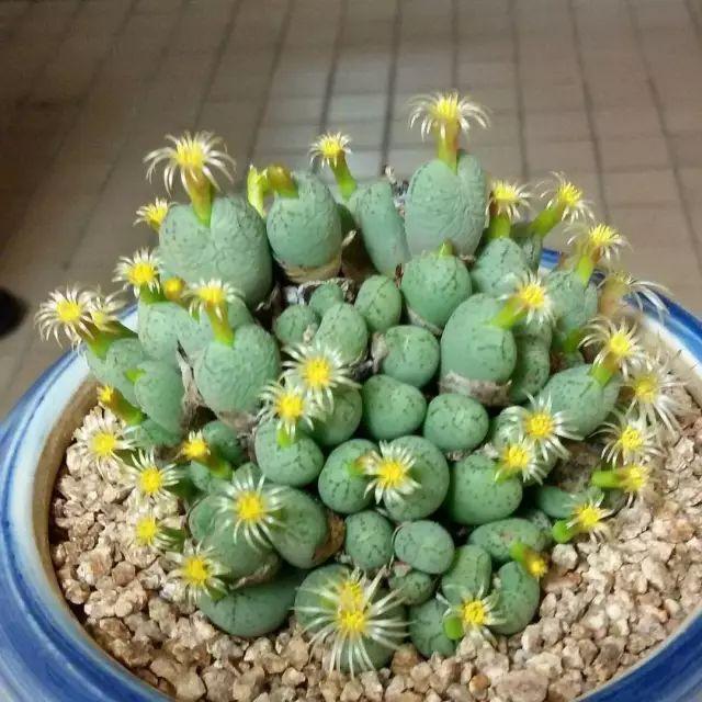 看看高手养的多肉植物，家里有一盆都让人羡慕