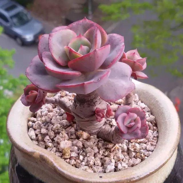 看看高手养的多肉植物，家里有一盆都让人羡慕