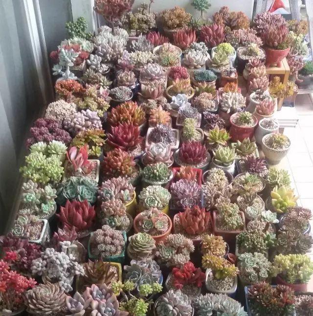 看看高手养的多肉植物，家里有一盆都让人羡慕