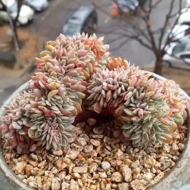 看看高手养的多肉植物，家里有一盆都让人羡慕