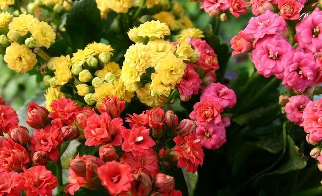 四种花，天热也不能多浇水，适当“旱一旱”，不烂根，更健康