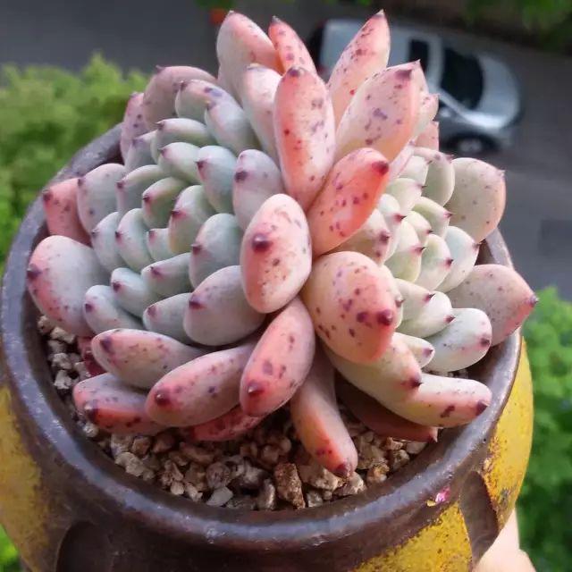 看看高手养的多肉植物，家里有一盆都让人羡慕