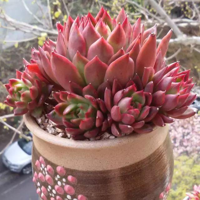 看看高手养的多肉植物，家里有一盆都让人羡慕