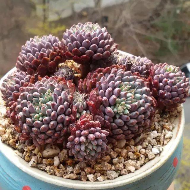 看看高手养的多肉植物，家里有一盆都让人羡慕