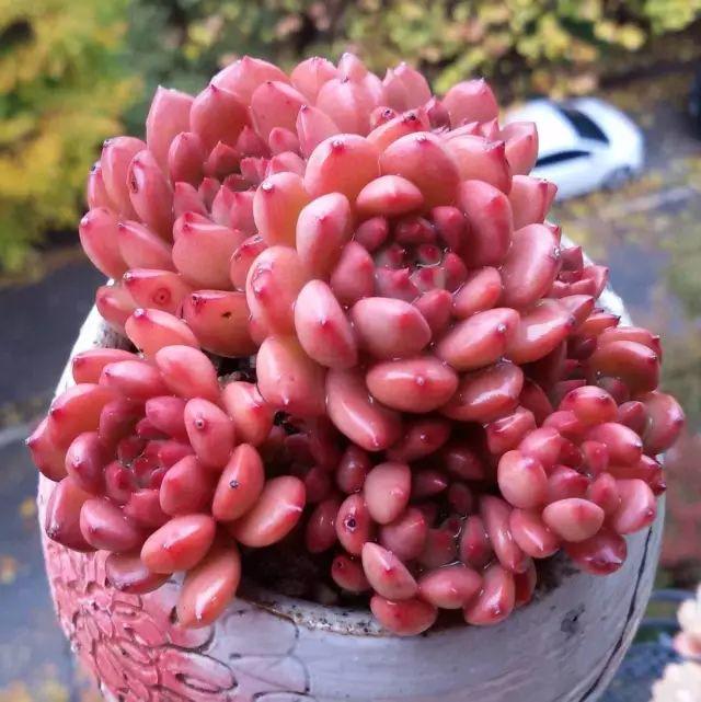 看看高手养的多肉植物，家里有一盆都让人羡慕