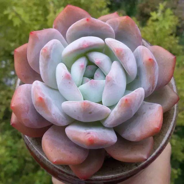 看看高手养的多肉植物，家里有一盆都让人羡慕