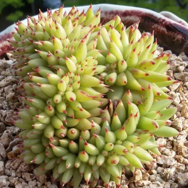看看高手养的多肉植物，家里有一盆都让人羡慕
