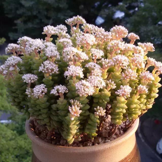 看看高手养的多肉植物，家里有一盆都让人羡慕