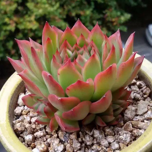 看看高手养的多肉植物，家里有一盆都让人羡慕