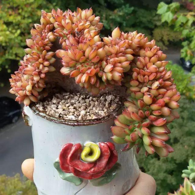 看看高手养的多肉植物，家里有一盆都让人羡慕
