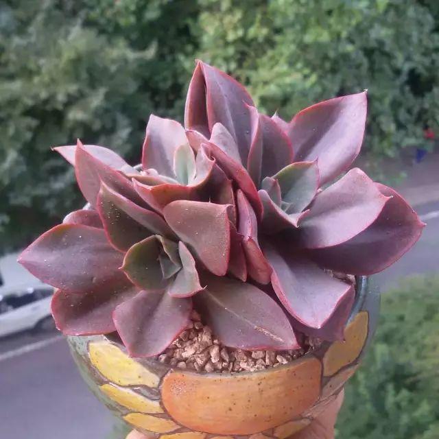 看看高手养的多肉植物，家里有一盆都让人羡慕