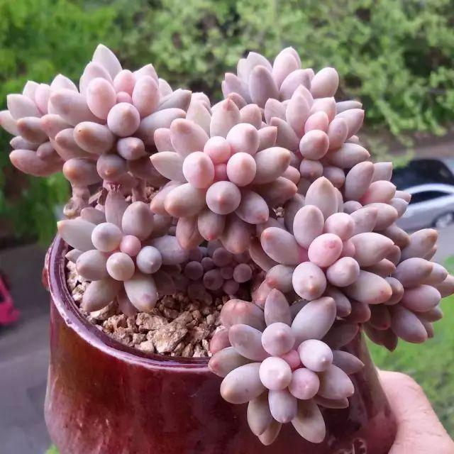 看看高手养的多肉植物，家里有一盆都让人羡慕