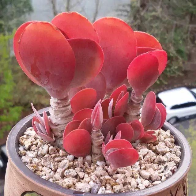 看看高手养的多肉植物，家里有一盆都让人羡慕