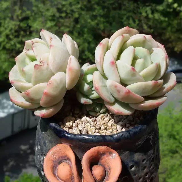 看看高手养的多肉植物，家里有一盆都让人羡慕