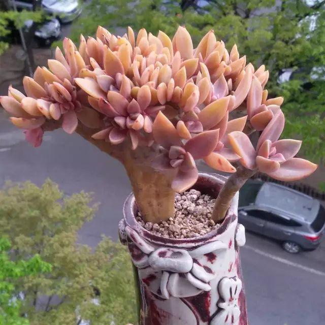 看看高手养的多肉植物，家里有一盆都让人羡慕