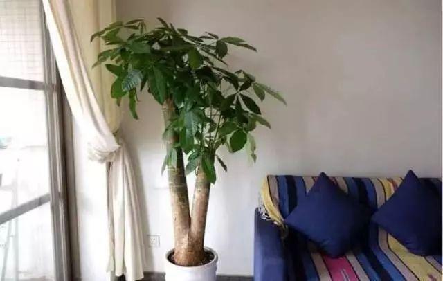 夏天养花要多浇水？有些植株就不用，懒一些比较好