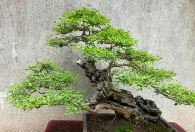 山上的黄荆做盆景，掌握好4个要点，养桩好成活
