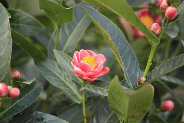 这花一年四季都盛开，养在家里花大艳美，红黄相间太耐看了