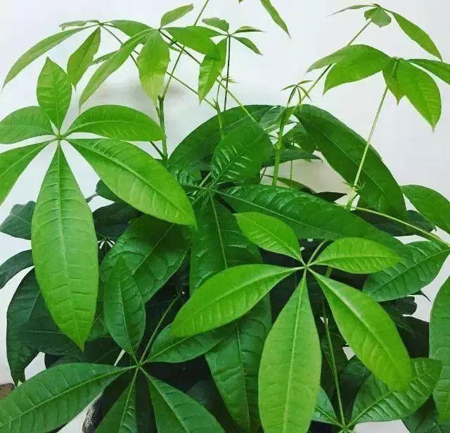 花卉老板都不愿意外泄的养花技巧，“3种料”垫盆底，养啥旺啥