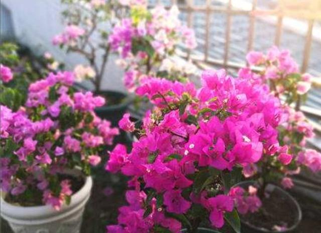 三角梅冬天怎么养，掌握4个养护技巧，安全越冬，来年开花更多