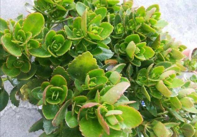 长寿花开完花后，及时修剪残花败叶，才能萌发更多花枝