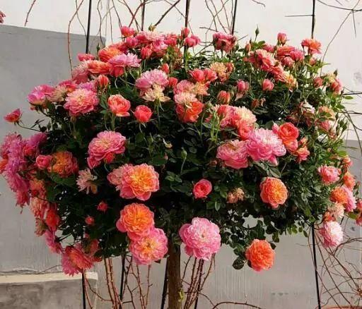 阳台养一盆这个花，超好养，花量大，开完又开，四季花苞爆满