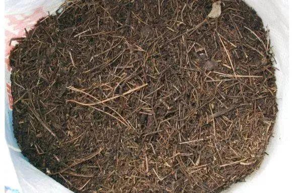 养花不用买土，这几种东西掺一块儿，种什么都旺，叶绿枝壮开花多