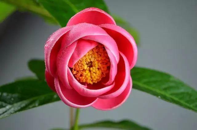 这花一年四季都盛开，养在家里花大艳美，红黄相间太耐看了