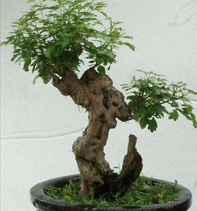山上的黄荆做盆景，掌握好4个要点，养桩好成活