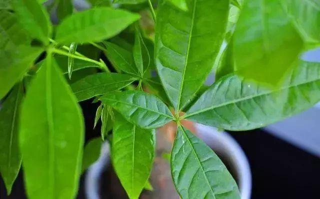 花卉老板都不愿意外泄的养花技巧，“3种料”垫盆底，养啥旺啥