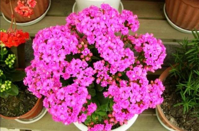 长寿花开完花后，及时修剪残花败叶，才能萌发更多花枝