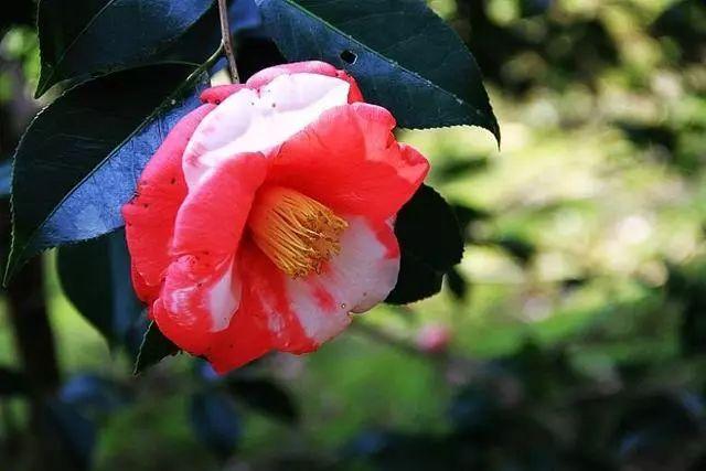 这花一年四季都盛开，养在家里花大艳美，红黄相间太耐看了