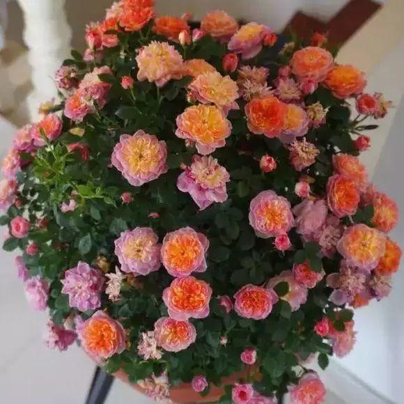 阳台养一盆这个花，超好养，花量大，开完又开，四季花苞爆满