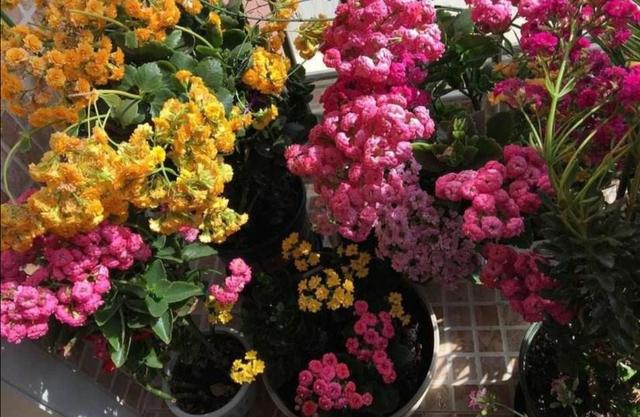 长寿花开完花后，及时修剪残花败叶，才能萌发更多花枝