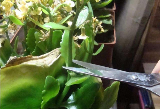 长寿花开完花后，及时修剪残花败叶，才能萌发更多花枝