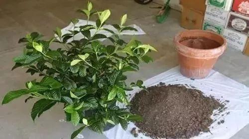 养花不用买土，这几种东西掺一块儿，种什么都旺，叶绿枝壮开花多