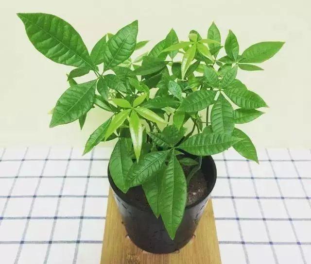 花卉老板都不愿意外泄的养花技巧，“3种料”垫盆底，养啥旺啥